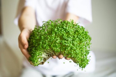 mikroyeşil filizler çocukların ellerinde çiğ lahanalar, mikroçimler, şifa