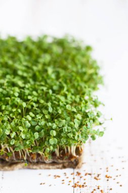 Arugula mikroyeşillikleri beyaz tahta kutuda. Filizlenen Mikrogree