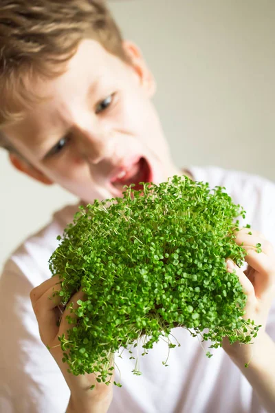 microgreen sprouts in kids hands Raw sprouts, microgreens, healt