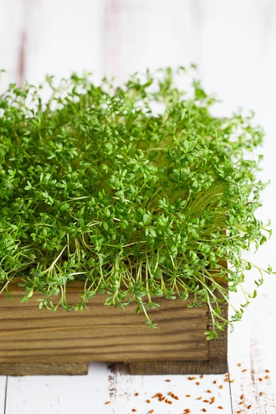 Primer plano de la ensalada de berros microgreens, hojas verdes y tallos — Foto de Stock