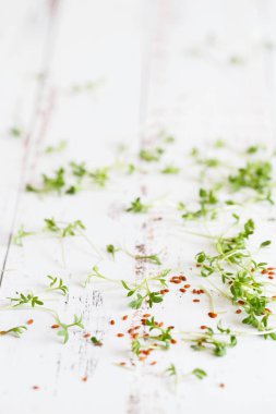 watercress salad microgreens, green leaves and stems. Sprouting  clipart