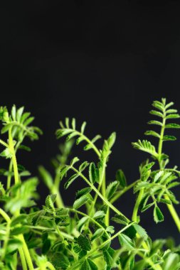 Tahtadaki taze yeşiller siyah arka plana karşı. Yeşilleniyorlar. Ahşap kutunun içinde civciv-bezelye mikro yeşillikleri var. Mikroçimler filizleniyor. Evde tohum yetiştirme. Vegan ve sağlıklı beslenme konsepti. 