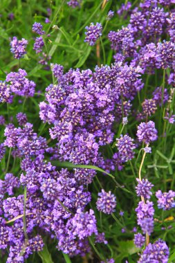 Armerya 'nın güzel mor çiçekleri, alissum veya muscari