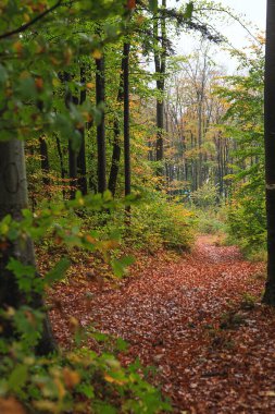 Farklı ağaçları olan güzel bir sonbahar ormanı. Dağ ormanlarında yürüyüş izleri. Yaprak döken orman. Yapraklı bir orman ya da bir ağaç. Greenwood.