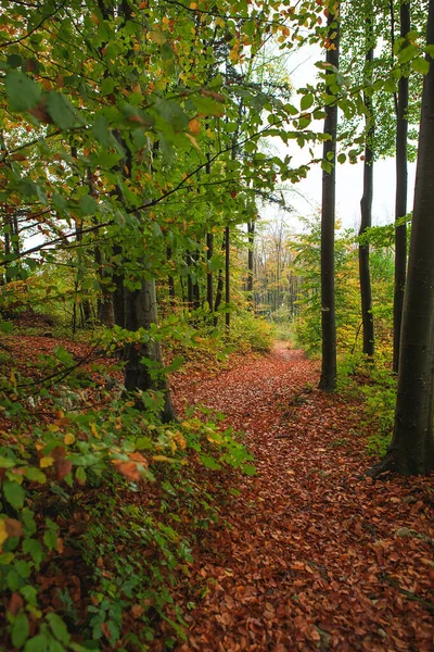 Schöner Herbstwald Mit Verschiedenen Bäumen Wanderweg Bergwald Laubwald Ein Wald — Stockfoto