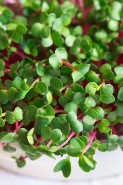 Turp mikroçerezi. Mikroçimler filizleniyor. Evde tohum yetiştirme. Vejetaryen ve sağlıklı beslenme konsepti. Filizlenmiş turp tohumları, mikro yeşiller. Yeşilleniyorlar. Yeşil yaşam konsepti. Organik yiyecekler.