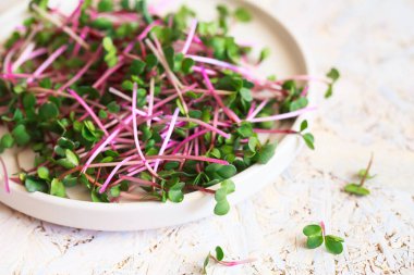 Radish microgreens. Sprouting Microgreens. Seed Germination at home. Vegan and healthy eating concept. Sprouted radish Seeds, Micro greens. Growing sprouts. Green living concept. Organic food. clipart