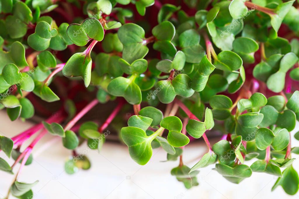 Radish microgreens. Sprouting Microgreens. Seed Germination at home. Vegan and healthy eating concept. Sprouted radish Seeds, Micro greens. Growing sprouts. Green living concept. Organic food.