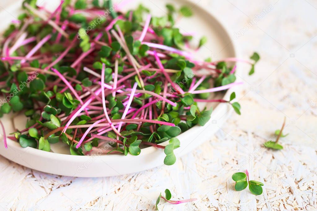 Radish microgreens. Sprouting Microgreens. Seed Germination at home. Vegan and healthy eating concept. Sprouted radish Seeds, Micro greens. Growing sprouts. Green living concept. Organic food.