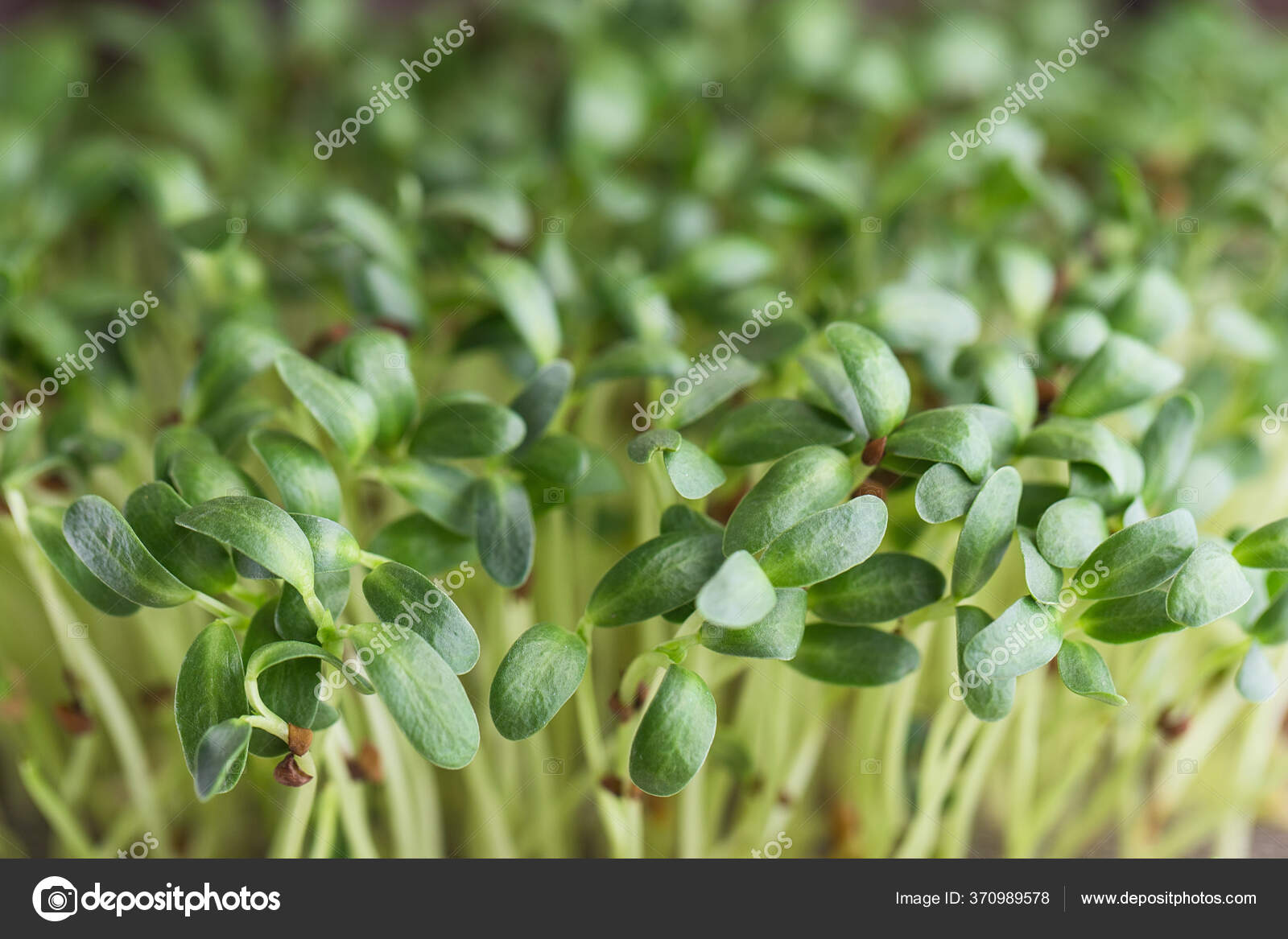 Fenugreek Microgreens Sprouting Microgreens Trigonella Foenum Graecum