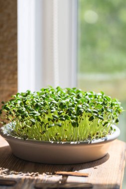 Çeçen mikroçelikotu. Mikroçimler filizleniyor. Trigonella foenum graecum. Vejetaryen ve sağlıklı beslenme konsepti. Filizlenmiş çınar otu tohumları, mikro yeşiller. Yeşilleniyorlar. Yeşil yaşam konsepti. Organik yiyecekler.