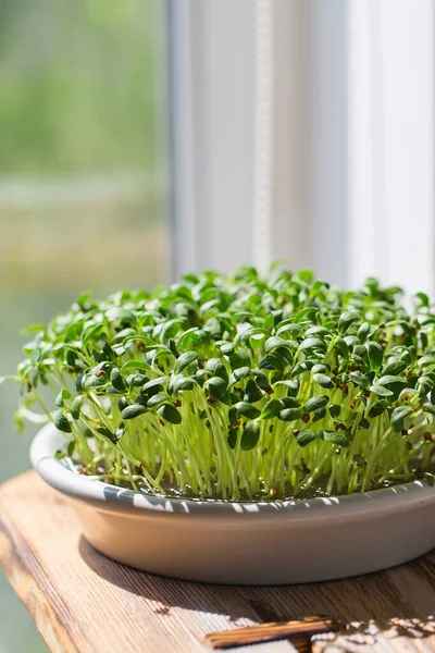 Μοσχοσίταρο Μικροπράσινα Σπρινγκ Microgreen Trigonella Foenum Graecum Vegan Και Υγιεινή — Φωτογραφία Αρχείου