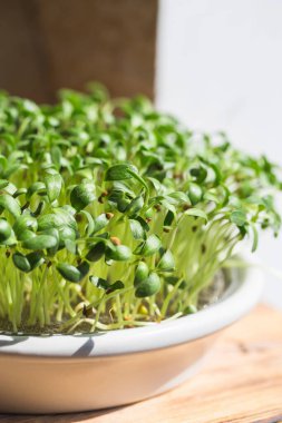 Çeçen mikroçelikotu. Mikroçimler filizleniyor. Trigonella foenum graecum. Vejetaryen ve sağlıklı beslenme konsepti. Filizlenmiş çınar otu tohumları, mikro yeşiller. Yeşilleniyorlar. Yeşil yaşam konsepti. Organik yiyecekler.