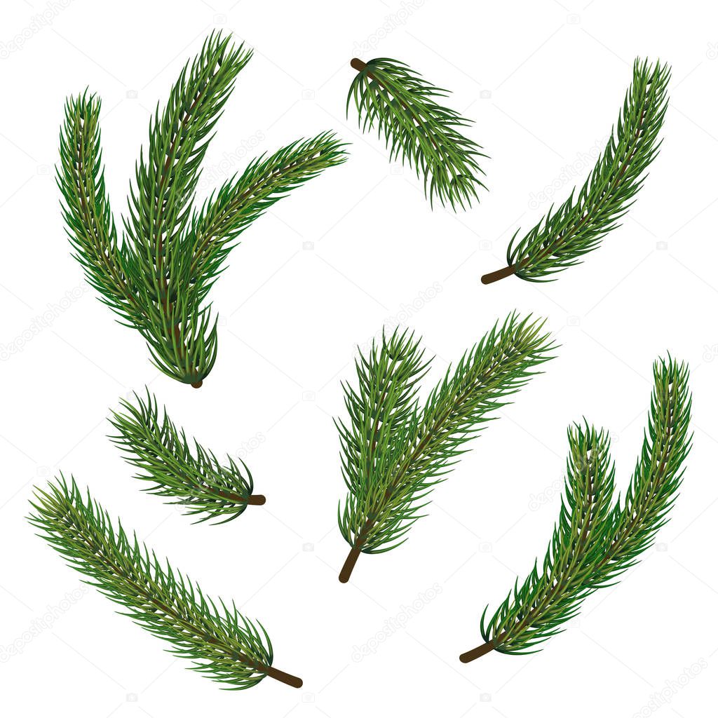 Pine Christmas tree branches for winter holiday decoration. Big vector stock set of realistic spruce, fir tree branches isolated on white background
