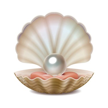 Vector realistic opened shell with shining pearl inside isolated on white background.  clipart