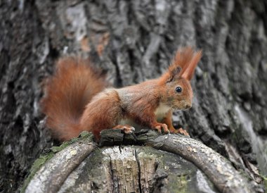 Şirin Kırmızı Sincap. 