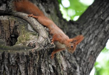 Şirin Kırmızı Sincap. 