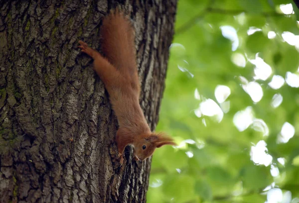 Cute Red squirrel — Stock Photo, Image