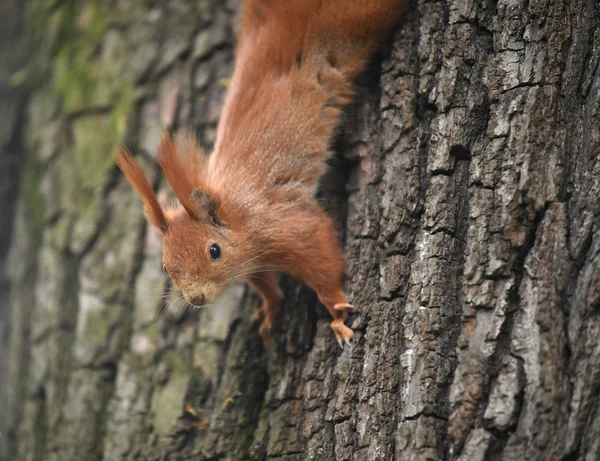 Aranyos vörös mókus. — Stock Fotó