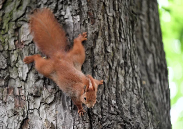 Şirin Kırmızı Sincap. 