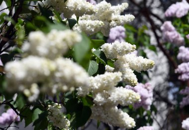 Varşova, Polonya, 15 Mayıs 2020: COVID-19 salgını sırasında Varşova, leylak