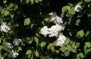 Varşova, Polonya, 15 Mayıs 2020: COVID-19 salgını sırasında Varşova, 