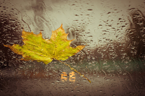 Fallen yellow leaf and rain drops 