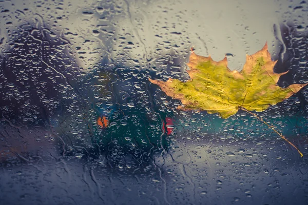 Fallen yellow leaf and rain drops — Stock Photo, Image