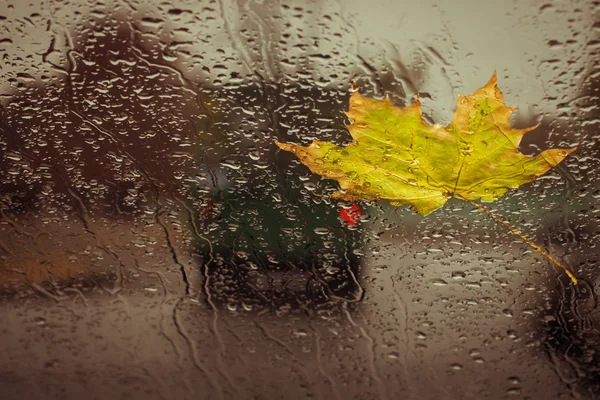 Fallen yellow leaf and rain drops — Stock Photo, Image