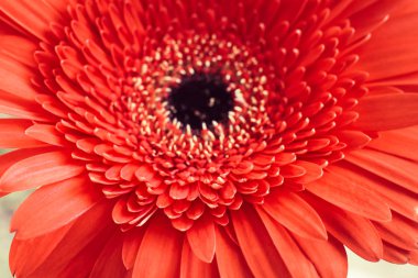 Parlak renkli gerbera çiçek