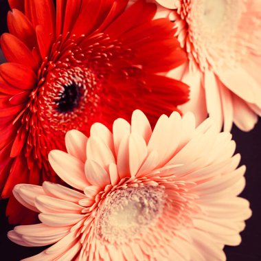 Parlak renkli gerbera çiçekleri yakın çekim