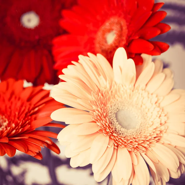Bouquet de fleurs de gerbera colorées vives — Photo