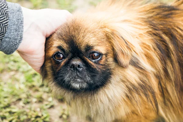 Şirin pekingese köpek