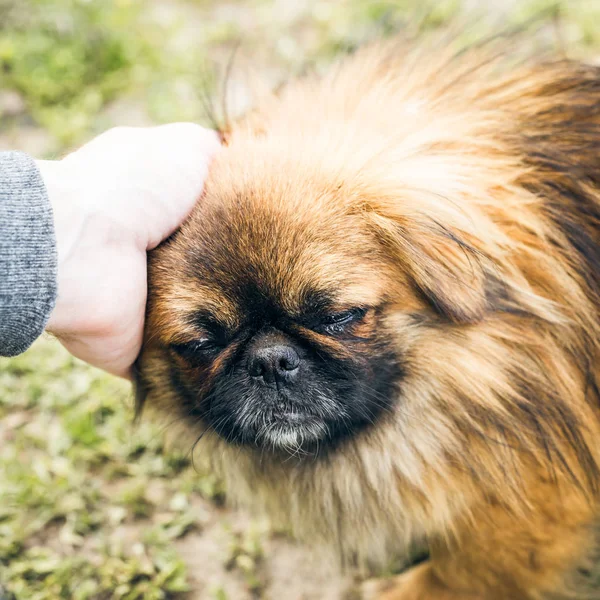 Şirin pekingese köpek
