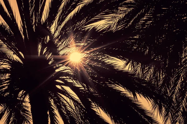 Тёмные силуэты пальм против яркого цветущего неба — стоковое фото
