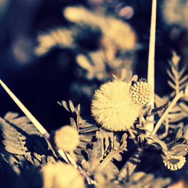 Sarı çiçekli Mimoza Şubesi