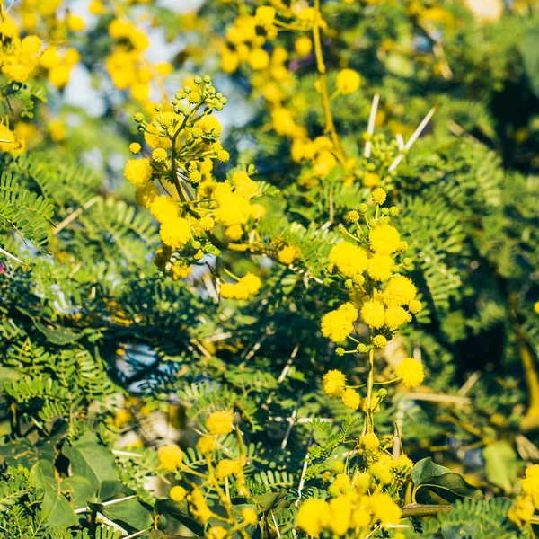 Ramura Mimosa cu flori galbene — Fotografie, imagine de stoc