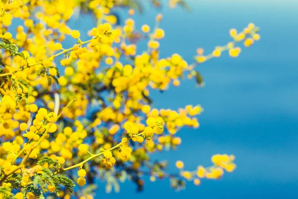 Sarı çiçekli Mimoza Şubesi 