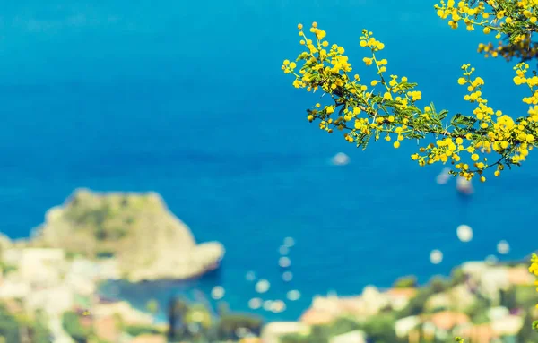 밝은 푸른 바다에 대 한 노란 미모사 지점 — 스톡 사진