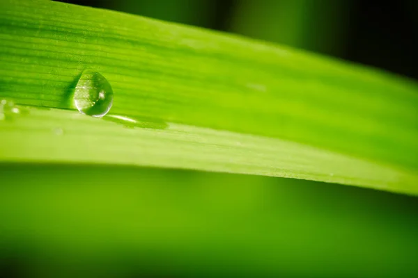 Folha de grama verde com gotas de água — Fotografia de Stock