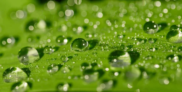 Gotas de água perto em uma folha de grama verde — Fotografia de Stock