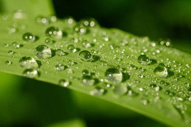 Yeşil çimen yaprağına su damlaları yakın çekim