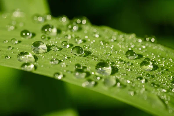 Yeşil çimen yaprağına su damlaları yakın çekim