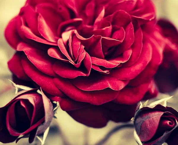 Des rosiers en fleurs se rapprochent — Photo