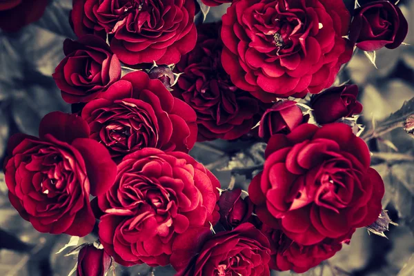 Blommande rosenbuskar närbild — Stockfoto