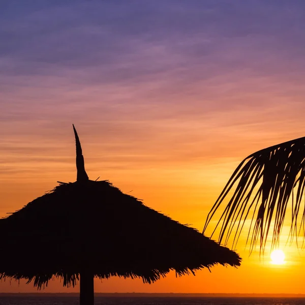 Dark silhouettes of coconut palm trees and the beach umbrella — Stock Photo, Image