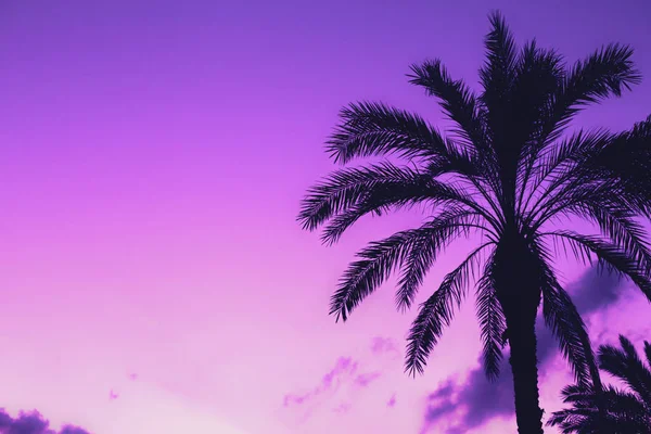 Beau palmier dattier à côté du ciel couchant coloré. Nature bac — Photo