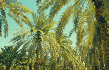 Israil 'de Tarih Palmiye ağaçları Plantation. Güzel doğa arka plan müziği