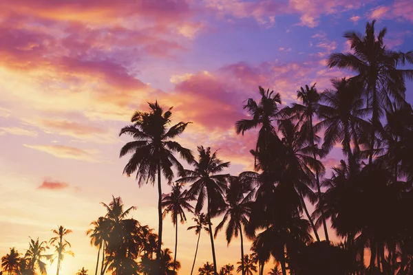 Dark silhouettes of coconut palm trees against colorful sunset — Stock Photo, Image