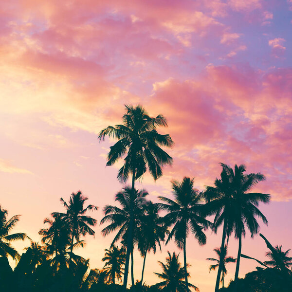 Dark silhouettes of coconut palm trees against colorful sunset  